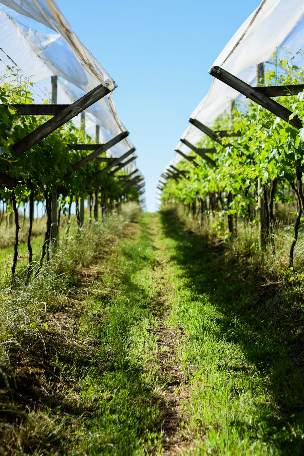 The Dragon Uncorked: Inside China's Rapidly Maturing Wine Industry