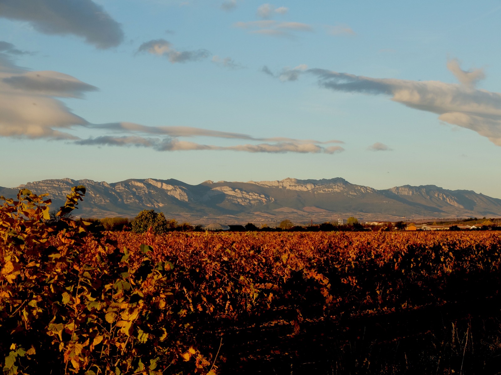 Autumn vineyards beneath the Sierra de Cantabria in La Rioja. Photo by Colsandsol, licensed CC BY-SA 4.0, via Wikimedia Commons